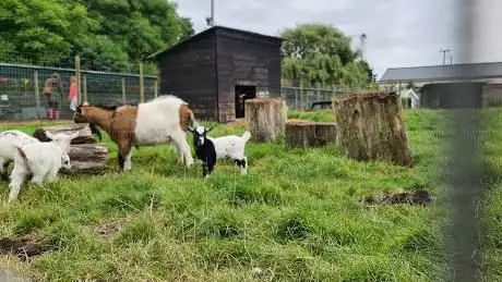 Photo de Norfolk Lavender - Animal Gardens & Playpark