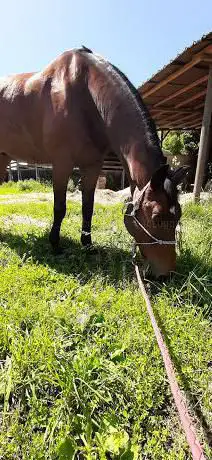 The Equestrian Center Lura Lainate