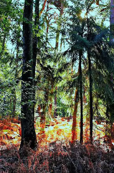 Plankenheide