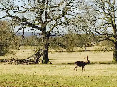 Photo de Deer sanctuary