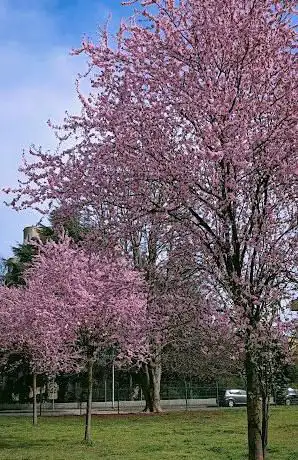 Parco pubblico Monza - via Puglia/via Lucania