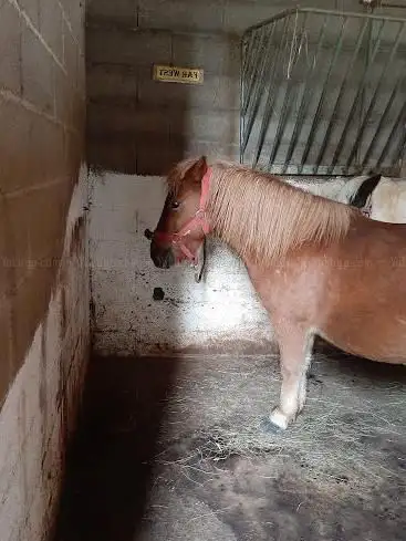 Photo de Ranch De Chadenac