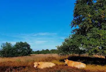 De Brabantse Kempen