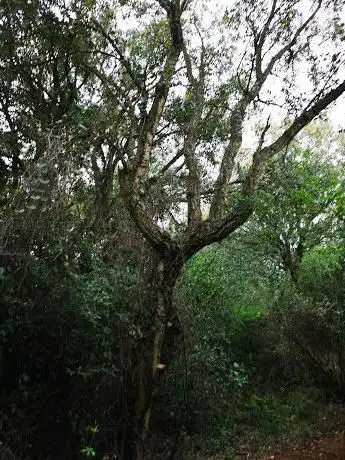 Bosco delle sughere