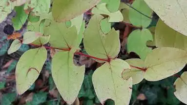 La Rabine Jardin