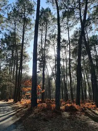 Photo de Forêt communale de Canéjan