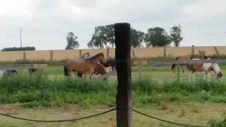 Photo de Poney-Club Le Pré Vert