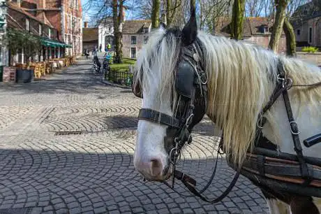 De Brugse Paardentram