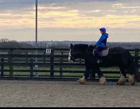 Photo de Widmer Equestrian Centre