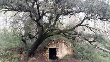Alzinar El Catllar