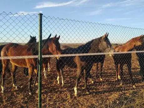 Photo de Toledo Horse Riding