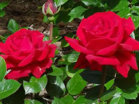 Photo de Jorge Guillén Garden