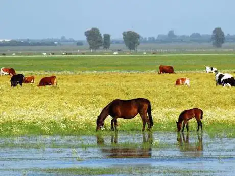 CARROS DE CABALLO Y RUTAS A CABALLO EL ROCIO