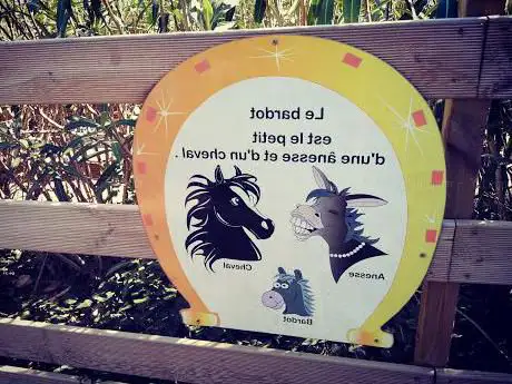 Poney Kid's Island