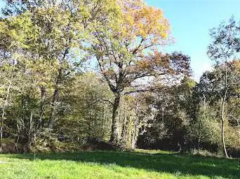 Forêt de CourcebÅ“ufs