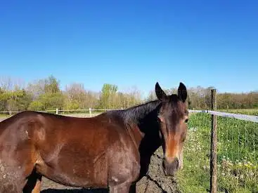 Photo de Centre Equestre l'Eperon
