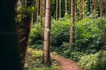 Guttland.Trails