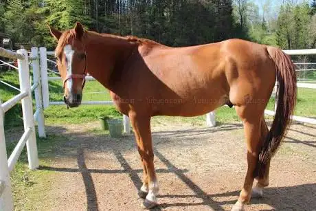 Photo de Reitstall Eugster Remo