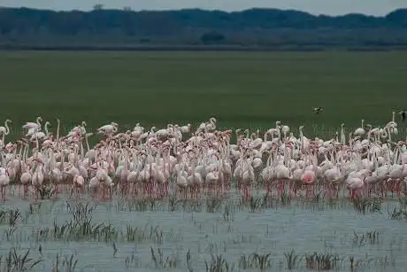 Discovering Doñana