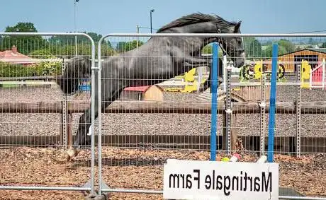 Photo de Martingale Farm