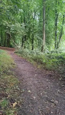 Birch Hill Woods