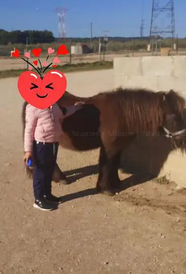 Photo de Le Haras de la Tuilliere