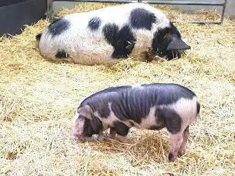 Photo de Longdown Activity Farm