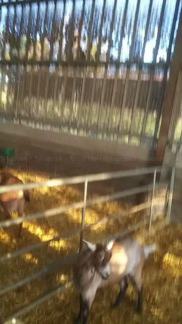 Photo de Gaec De La Ferme Du Puy De L'Aiguille