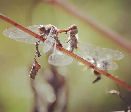Photo de Mirador de fauna salvatge de Les Ribes del Ter