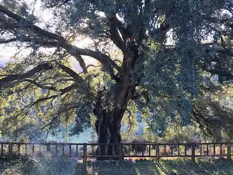 Photo de Ãrbol singular - El â€Alcornoque del Veneroâ€
