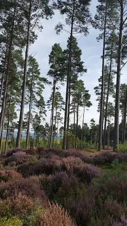 Camore Wood