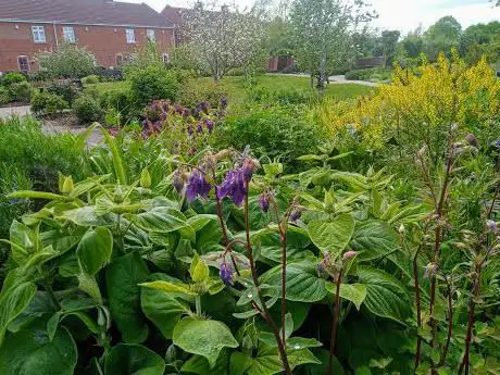 Photo de Bowthorpe Community Garden