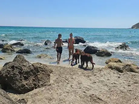 Dog friendly beach