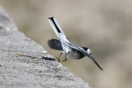 Photo de Observatorio de aves