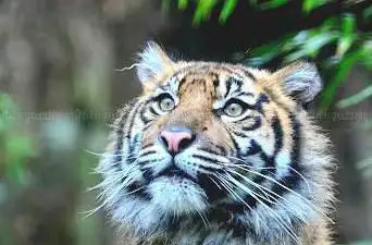 Heidelberg Zoo