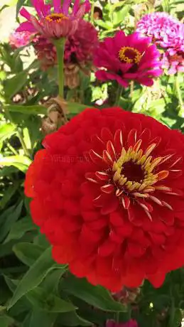 Photo de La Fogatera