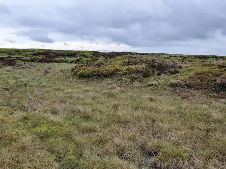 Featherbed Top