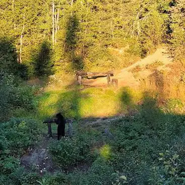 Photo de Observation de l'ours noir