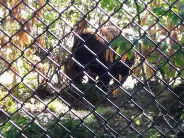Photo de Bear Rope Bridge