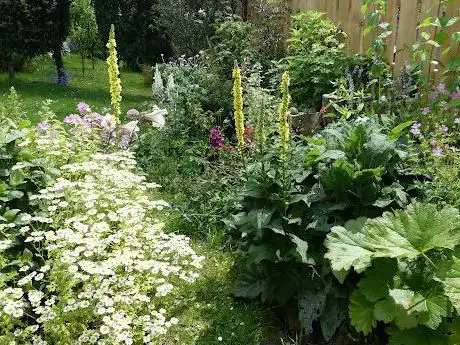 Carrie's Garden