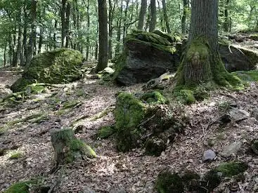 Photo de Hürtgenwald