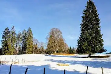 Bergwald und Holzerhütte Grenchen