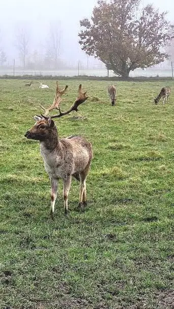 Dammwildgehege der Dorfgemeinschaft Leiberstung