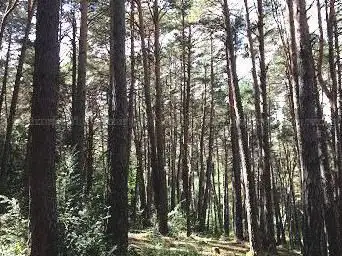 Photo de Bosques de Plan