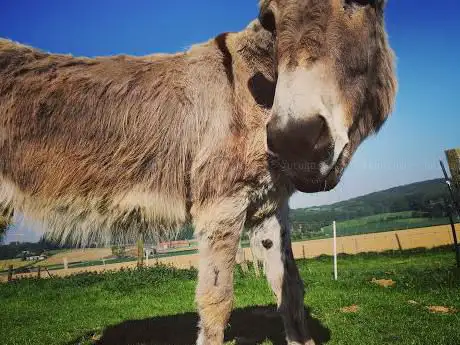 Photo de Osson Bruno