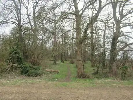 Photo de Bluebell Wood