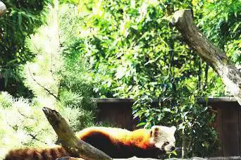 Panda roux