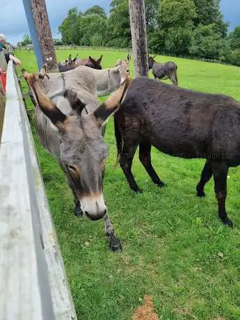 The Donkey sanctuary