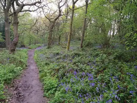 Photo de Bromwich Wood (aka Bluebell Wood)