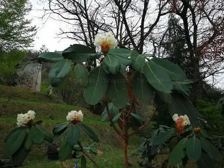 Parco Botanico di Villa Bonola